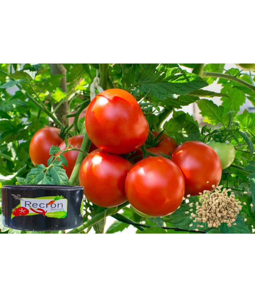     			Recron Seeds Tomato Vegetable ( 50 Seeds )
