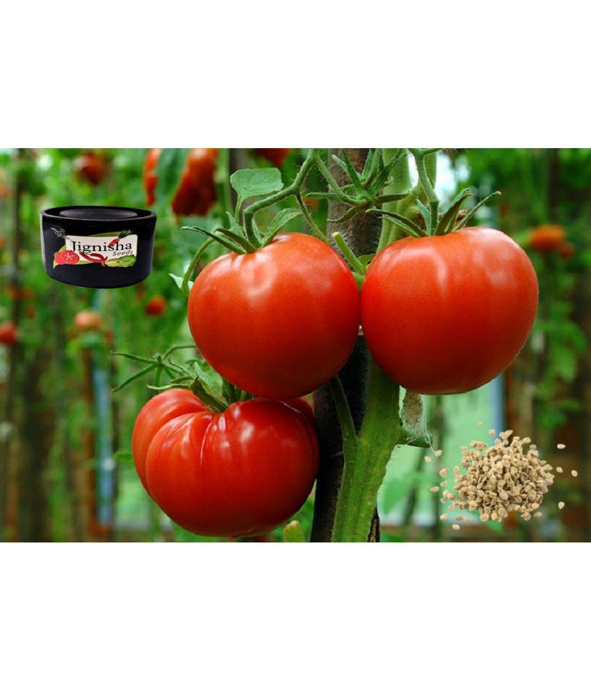     			Jignisha Fashion Tomato Vegetable ( 100 Seeds )