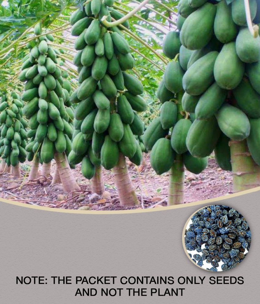     			Papaya F1 Hybrid Imported Fruit Seeds 40 seeds + Instruction Manual
