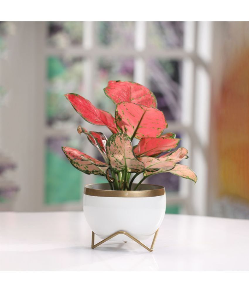     			Dekornest Multicolor Iron Flower Pot ( Pack of 1 )