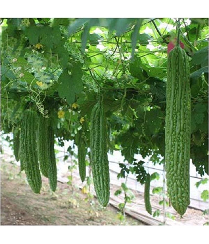     			Jignisha Seeds Bitter Gourd Vegetable ( 15 Seeds )