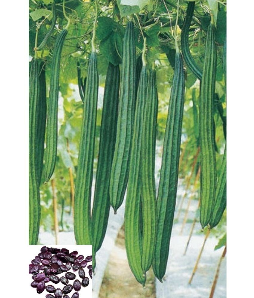     			homeagro Ridge Gourd (Toree) Vegetable ( 20 Seeds )