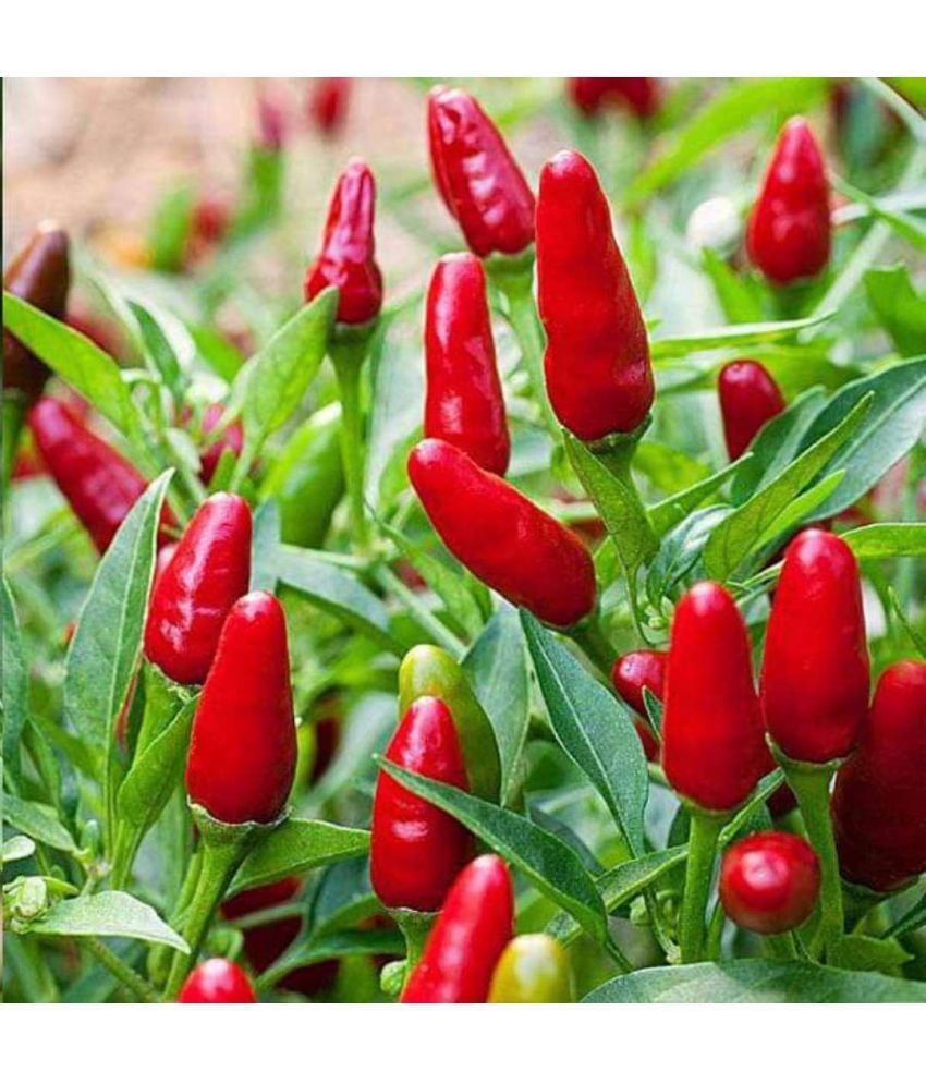     			Jignisha Seeds Chilli Pepper Vegetable ( 50 Seeds )