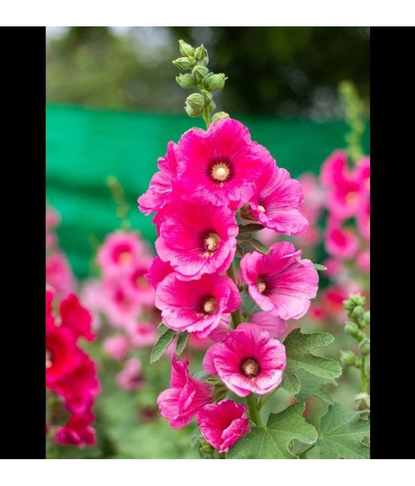     			Infintegreen Hollyhock Flower ( 100 Seeds )