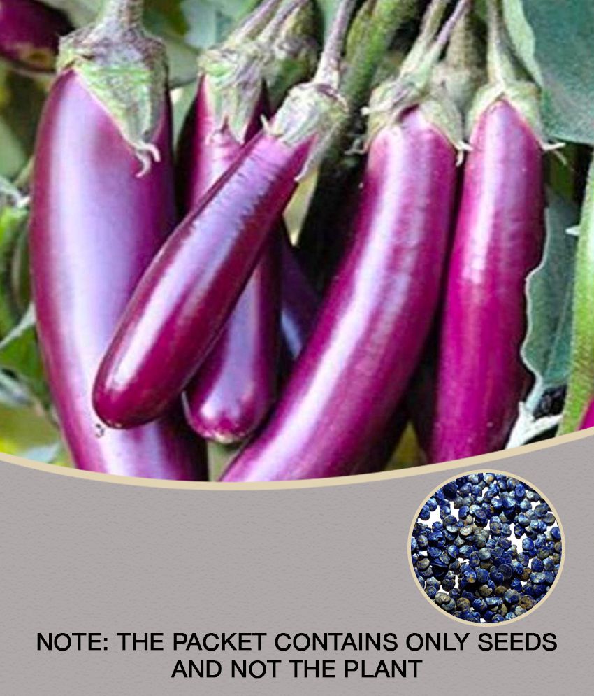     			brinjal eggplant seeds 50 seeds