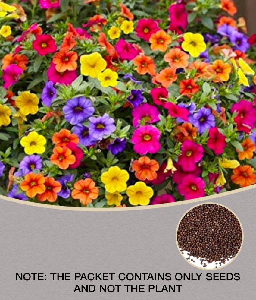     			Petunia Flower Best Quality Premium Hyrbrid - 50 - seeds