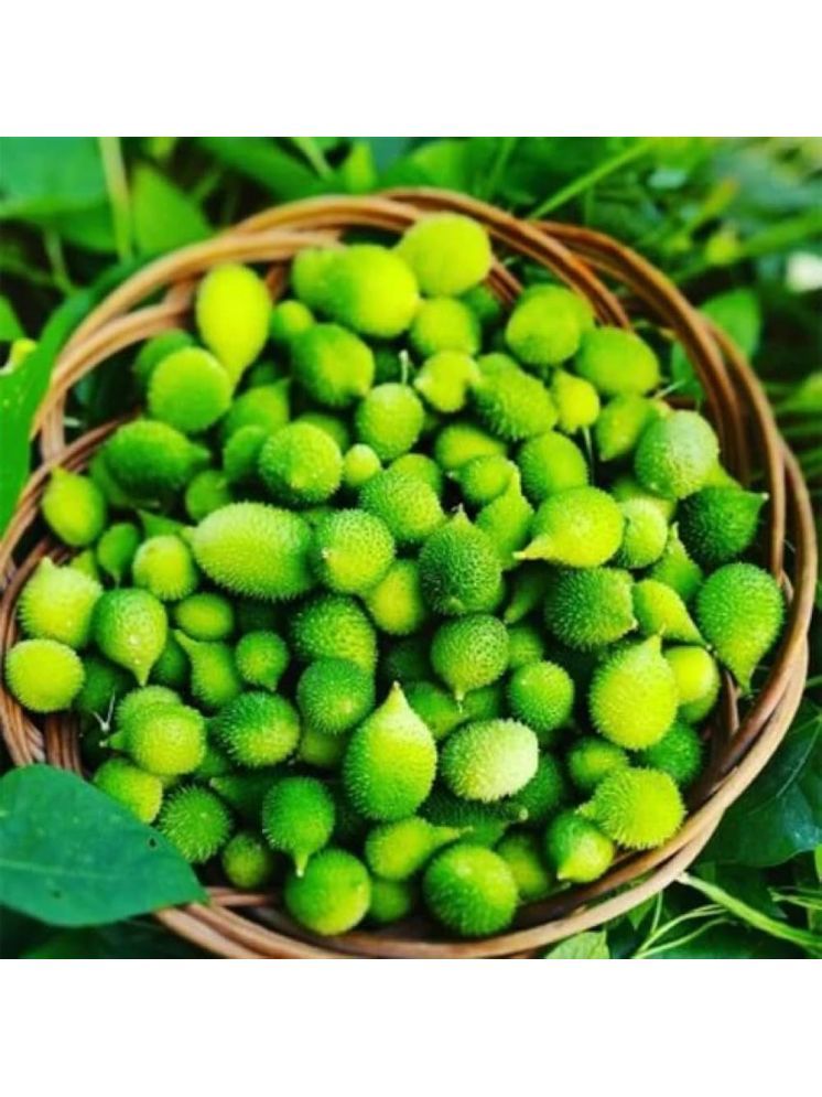     			Jignisha Seeds Kantola Vegetable ( 20 Seeds )