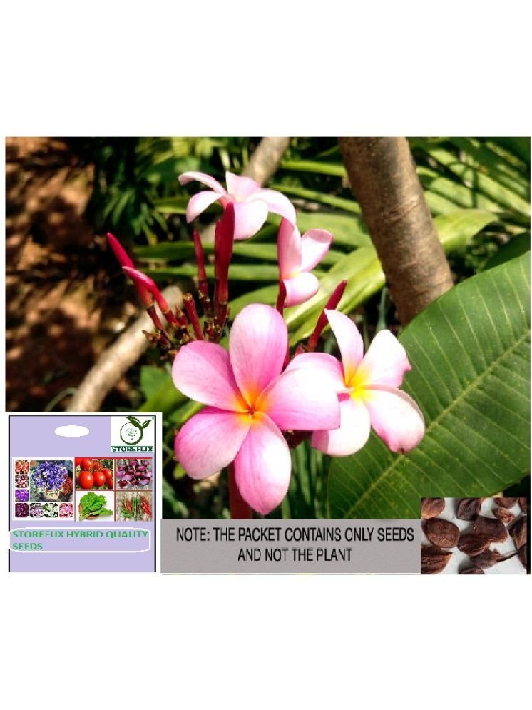     			STOREFLIX Champa Michelia Flower ( 20 Seeds )