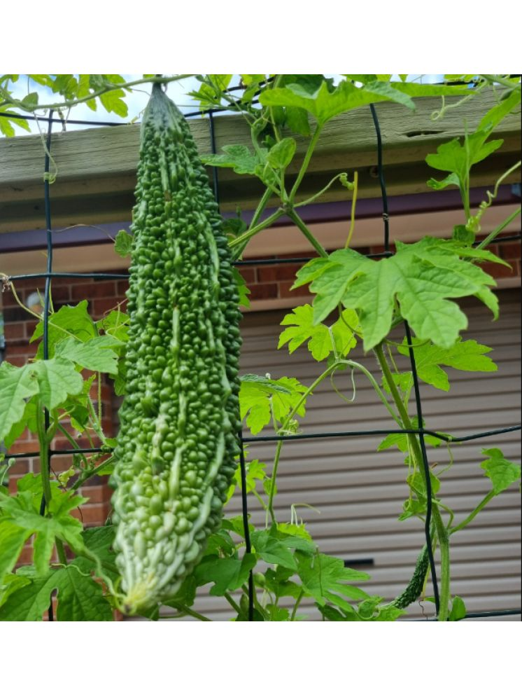     			Jignisha Seeds Bitter Gourd Vegetable ( 15 Seeds )