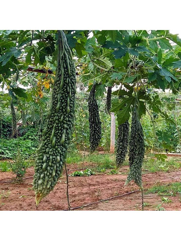     			Jignisha Seeds Bitter Gourd Vegetable ( 15 Seeds )