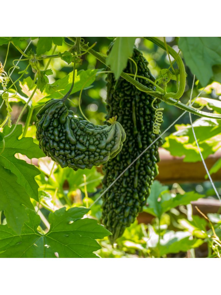     			Jignisha Seeds Bitter Gourd Vegetable ( 15 Seeds )