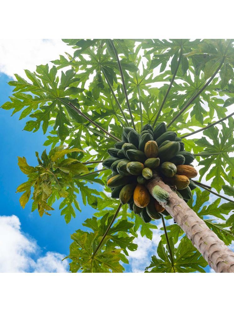     			Jignisha Seeds Papaya Fruit ( 50 Seeds )