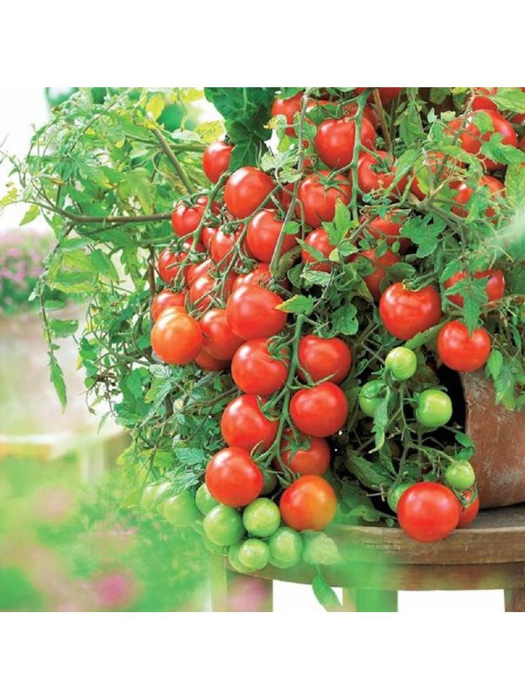     			Jignisha Seeds Cherry Tomato Vegetable ( 50 Seeds )