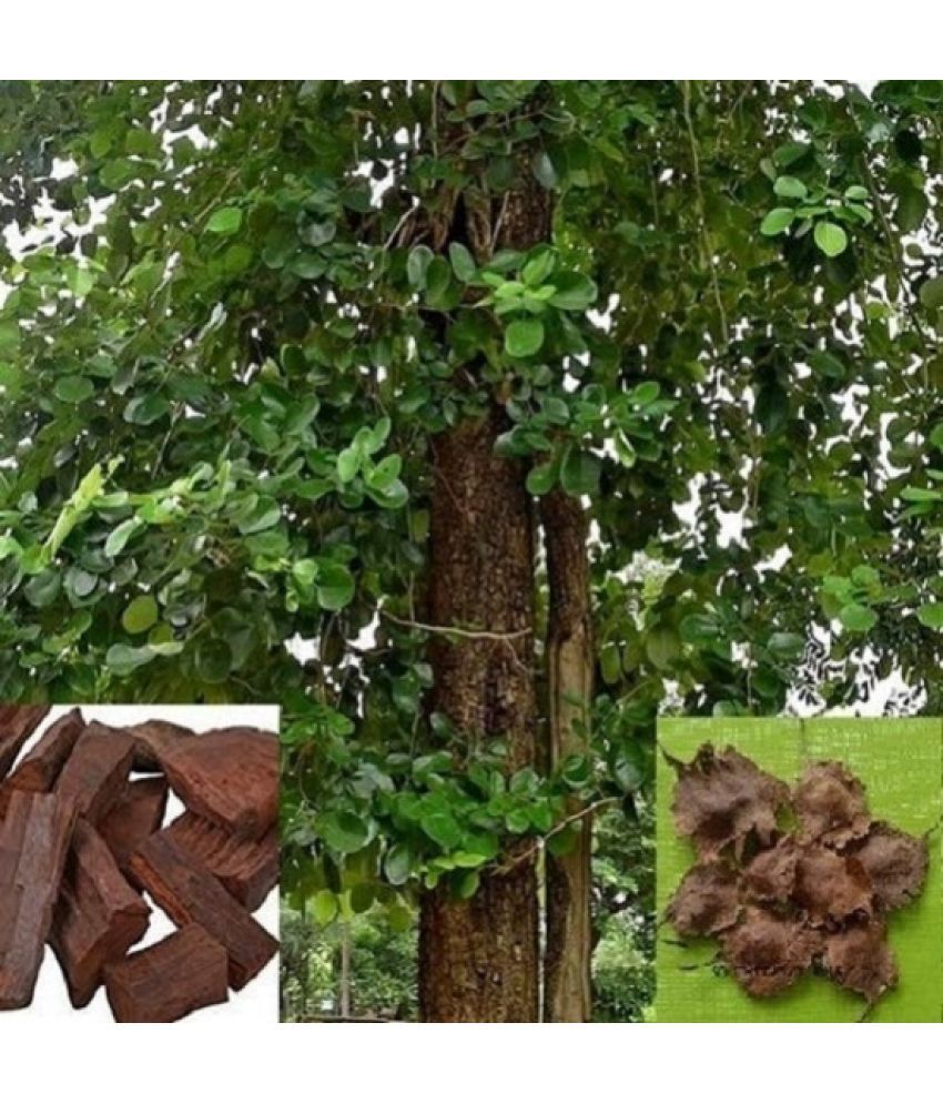     			Jignisha Seeds Sandalwood Plant ( 5 Seeds )