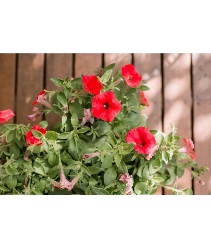     			homeagro Petunia Mixed Flower ( 50 Seeds )