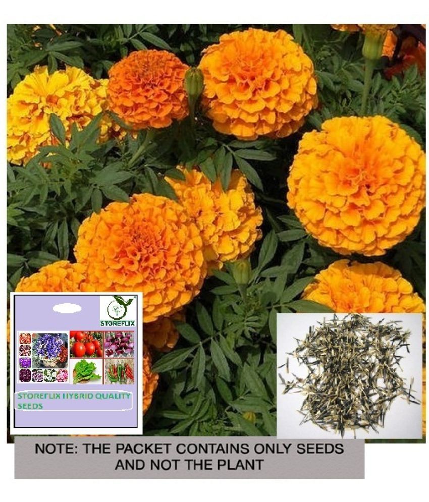     			STOREFLIX African Marigold Flower ( 50 Seeds )