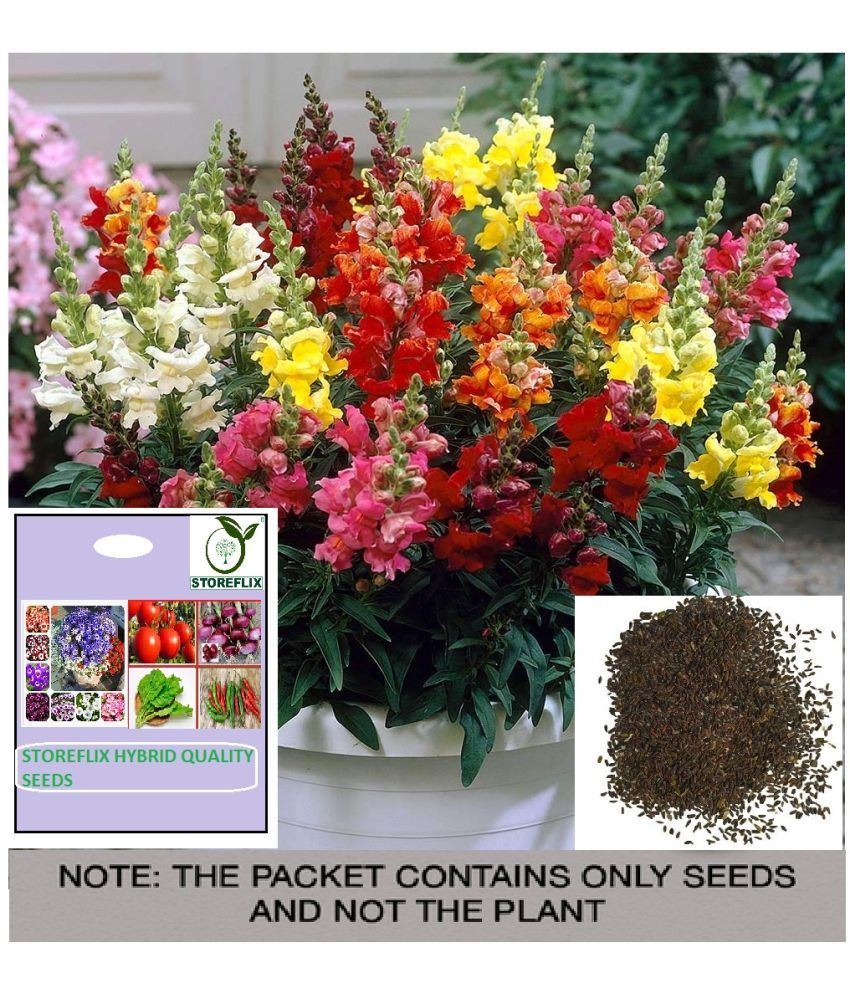     			STOREFLIX Antirrhinum Flower ( 30 Seeds )