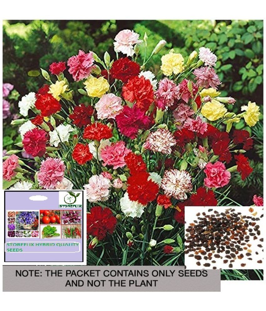     			STOREFLIX Carnation Mixed Flower ( 25 Seeds )