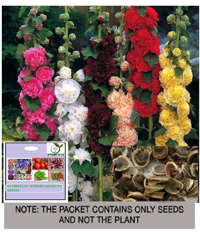     			STOREFLIX Hollyhock Mixed Flower ( 25 Seeds )