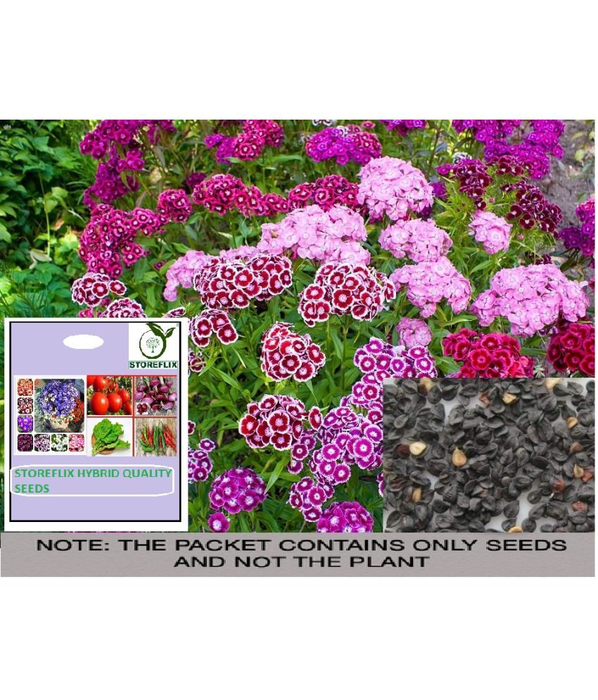     			STOREFLIX Sweet William Flower ( 25 Seeds )