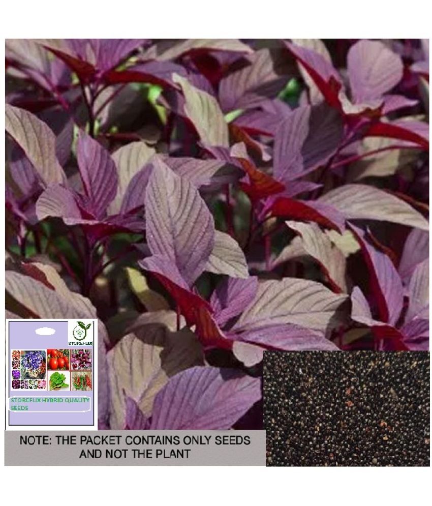     			STOREFLIX Amaranthus Vegetable ( 300 Seeds )