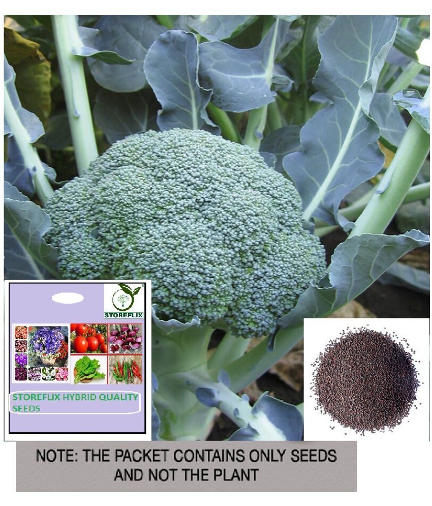     			STOREFLIX Broccoli Vegetable ( 50 Seeds )