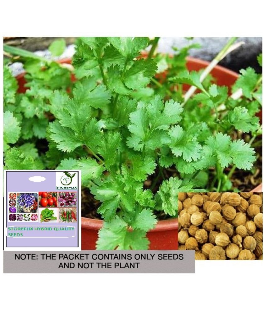     			STOREFLIX Coriander Vegetable ( 100 Seeds )