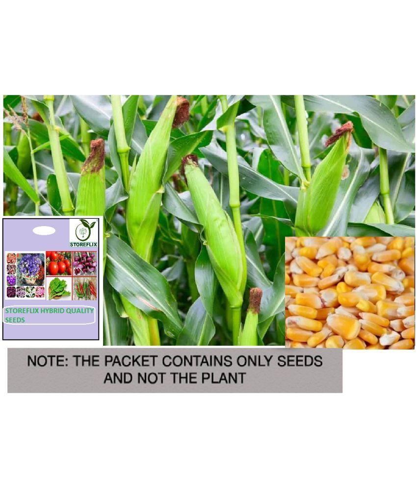     			STOREFLIX Corn Vegetable ( 50 Seeds )