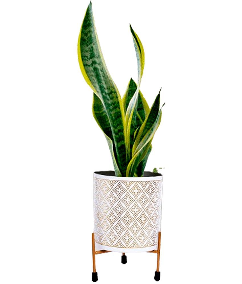     			HOMSSY White Flower Pot ( Pack of 1 )