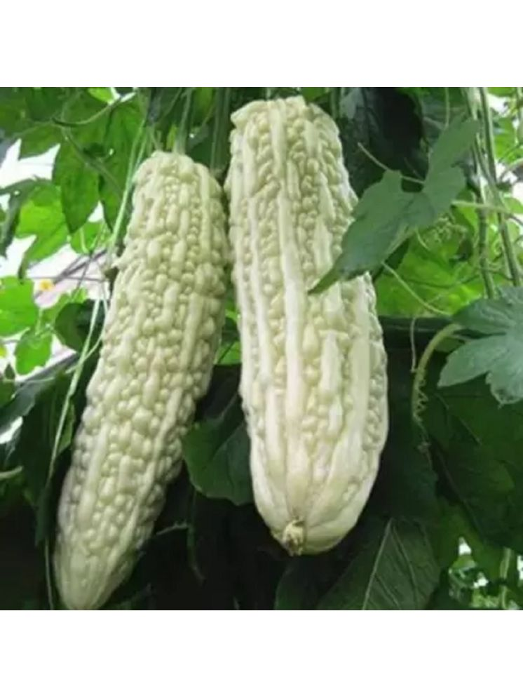     			Jignisha Seeds White Bitter Gourd Vegetable ( 15 Seeds )