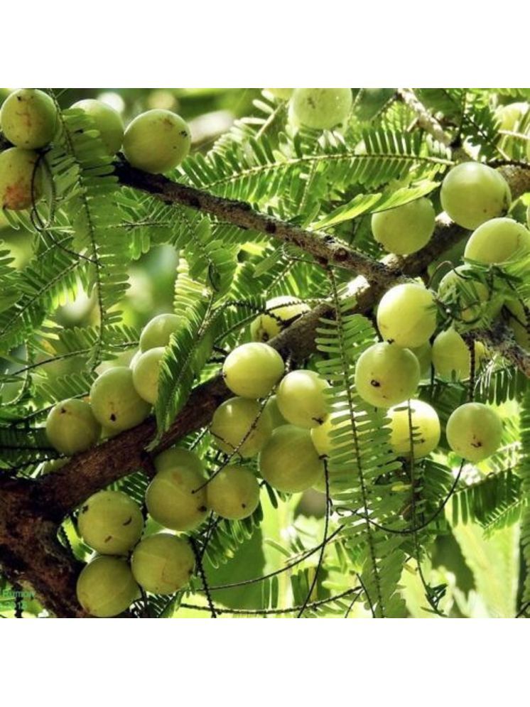     			Jignisha Seeds Organic Indian Gooseberry Fruit ( 30 Seeds )