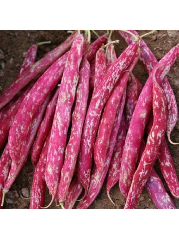     			Jignisha Seeds Borlotti Beans Vegetable ( 15 Seeds )