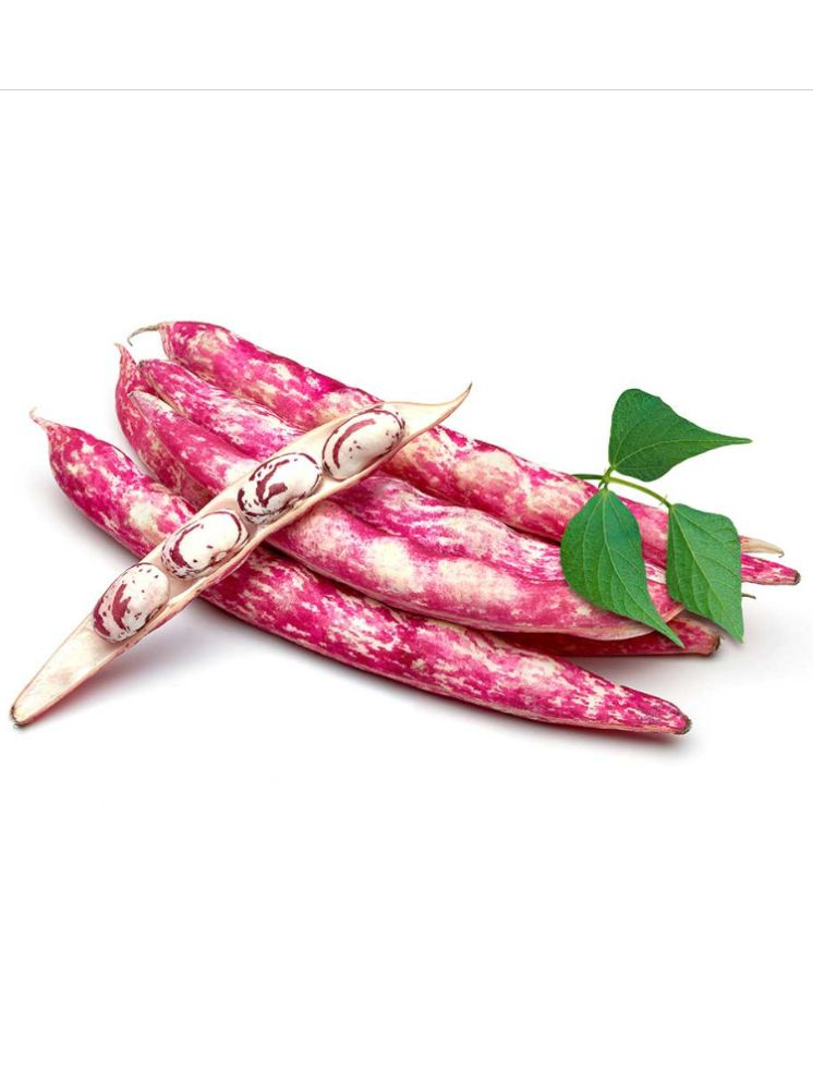     			Jignisha Seeds Hybrid Cranberry Beans Vegetable ( 15 Seeds )