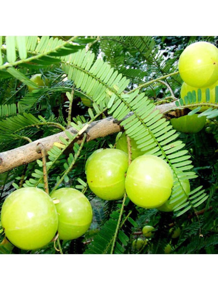     			Jignisha Seeds Organic Indian Gooseberry Fruit ( 30 Seeds )