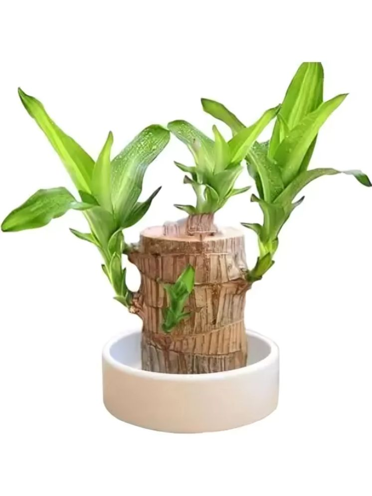     			Bentag Indoor Grass Plant ( Pack of 1 )