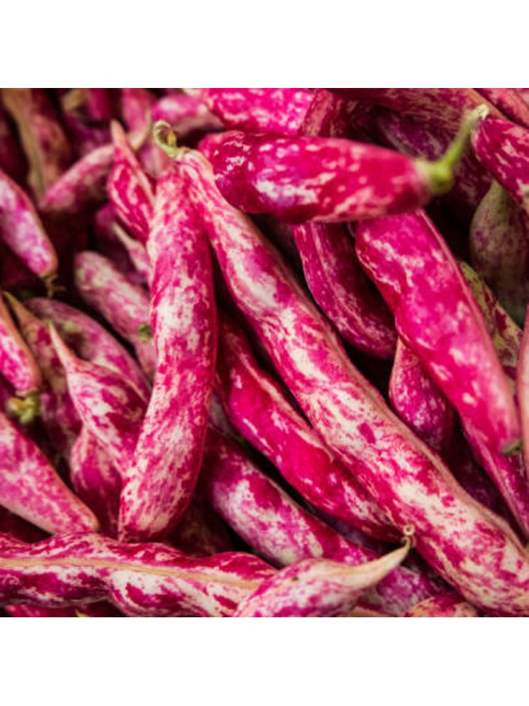     			Jignisha Seeds Cranberry Beans Vegetable ( 15 Seeds )