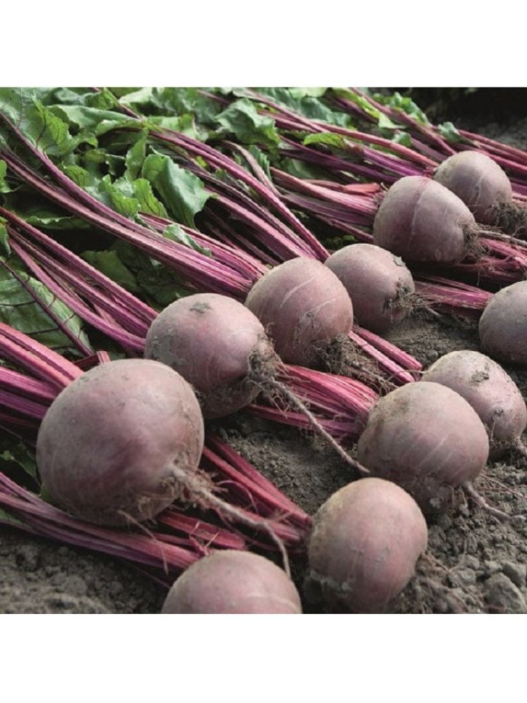     			Jignisha Seeds Organic Beetroot Vegetable ( 50 Seeds )