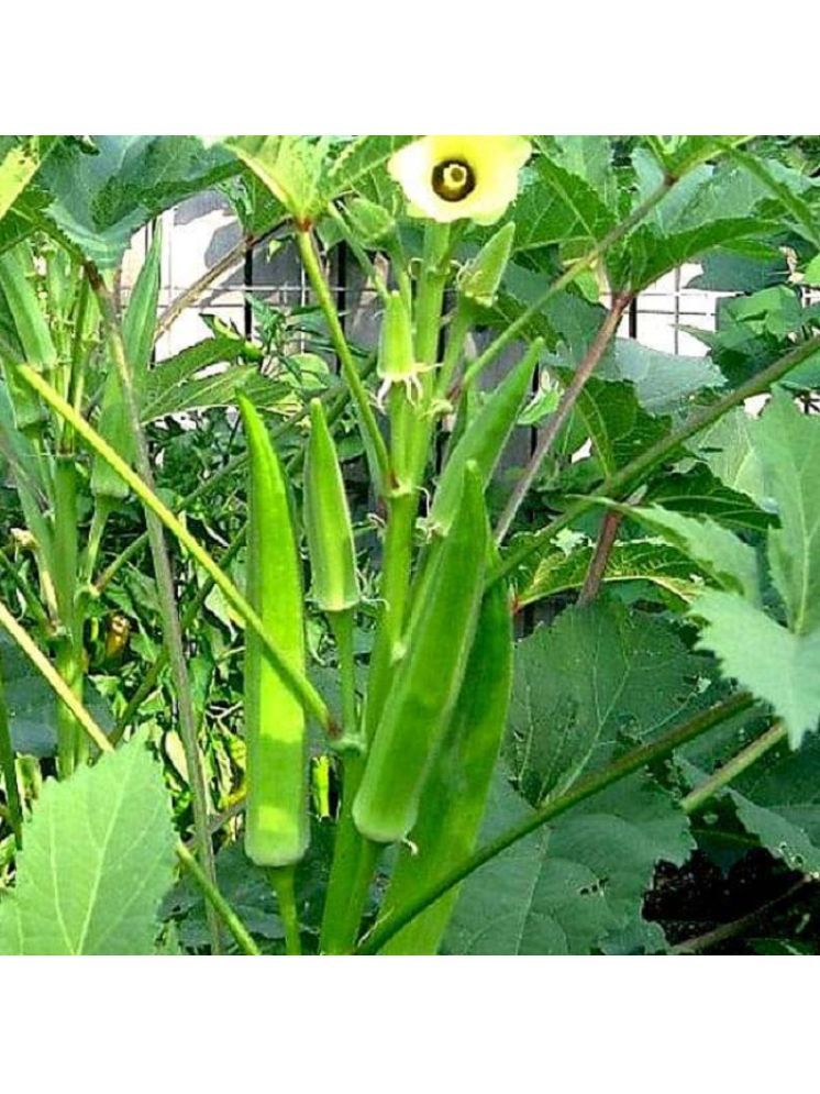     			Jignisha Seeds Organic Bhindi Vegetable ( 50 Seeds )