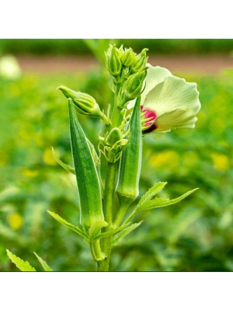     			Jignisha Seeds Okra Vegetable ( 25 Seeds )