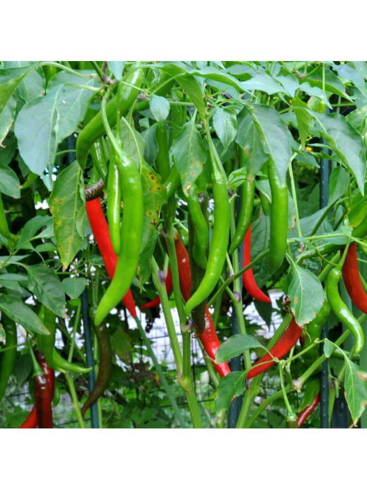     			Jignisha Seeds Green Chilli Vegetable ( 50 Seeds )