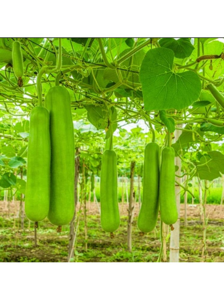     			Jignisha Seeds Bottle Gourd Vegetable ( 15 Seeds )