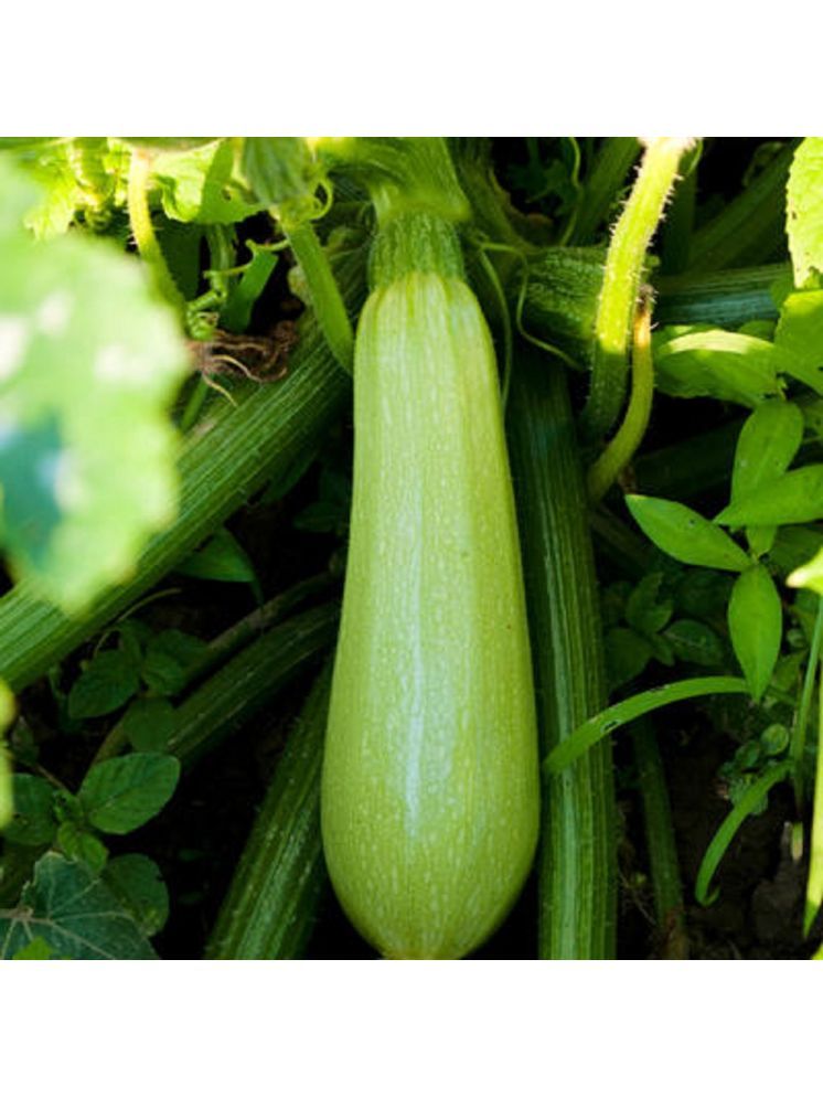     			Jignisha Seeds Squash Zucchini Vegetable ( 10 Seeds )