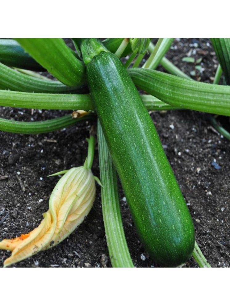     			Jignisha Seeds Squash Zucchini Vegetable ( 10 Seeds )