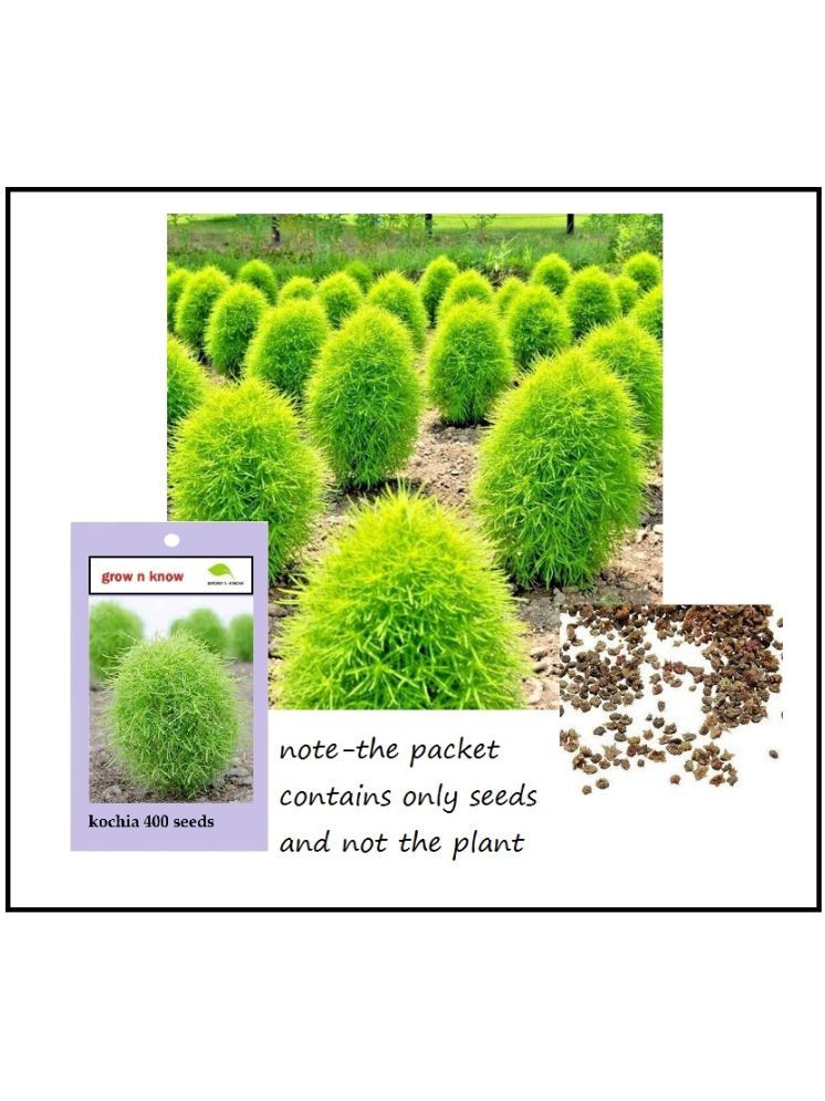     			grow n know Kochia Grass ( 300 Seeds )