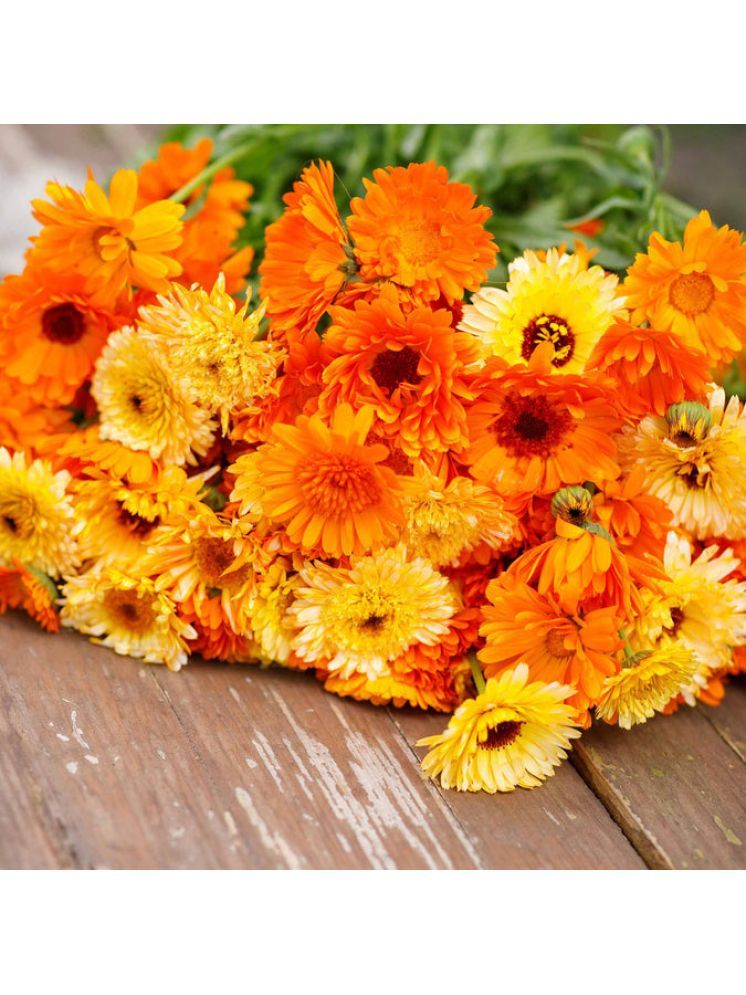     			Jignisha Seeds Calendula Flower ( 30 Seeds )