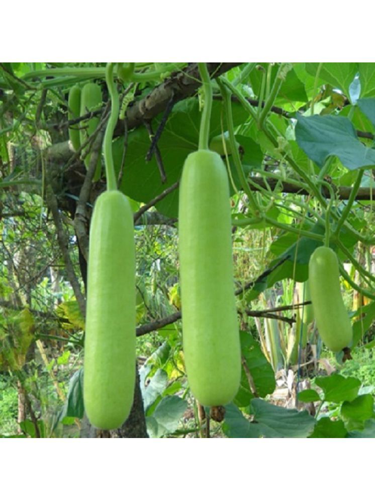     			Jignisha Seeds Bottle Gourd Vegetable ( 20 Seeds )