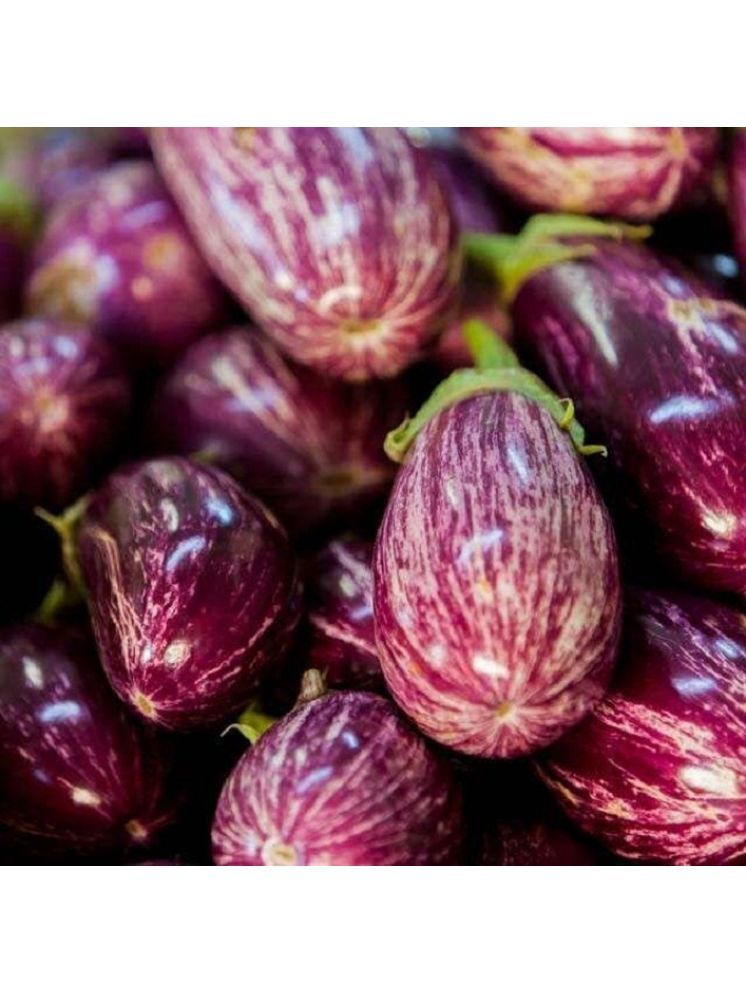     			Jignisha Seeds Brinjal Vegetable ( 50 Seeds )