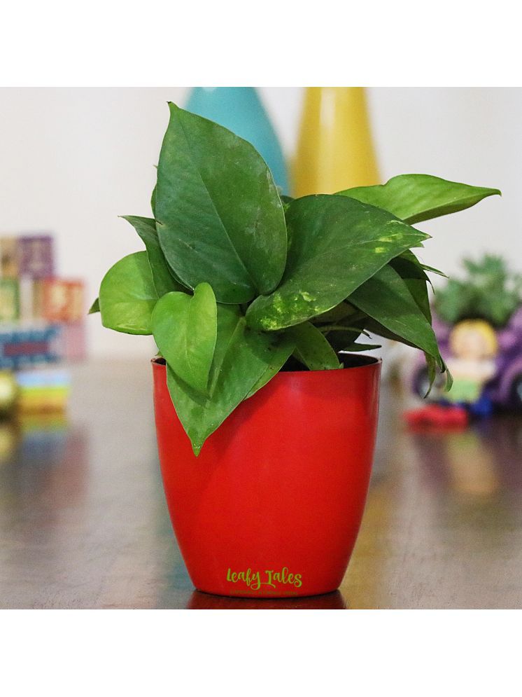     			Leafy Tales Indoor Indoor Plant ( Pack of 1 )