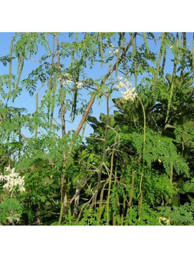     			Jignisha Seeds Hybrid Moringa (Drumstick) Vegetable ( 15 Seeds )