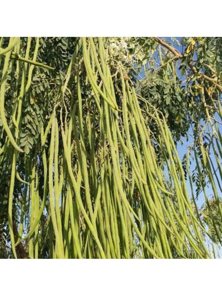     			Jignisha Seeds Hybrid Moringa (Drumstick) Vegetable ( 15 Seeds )